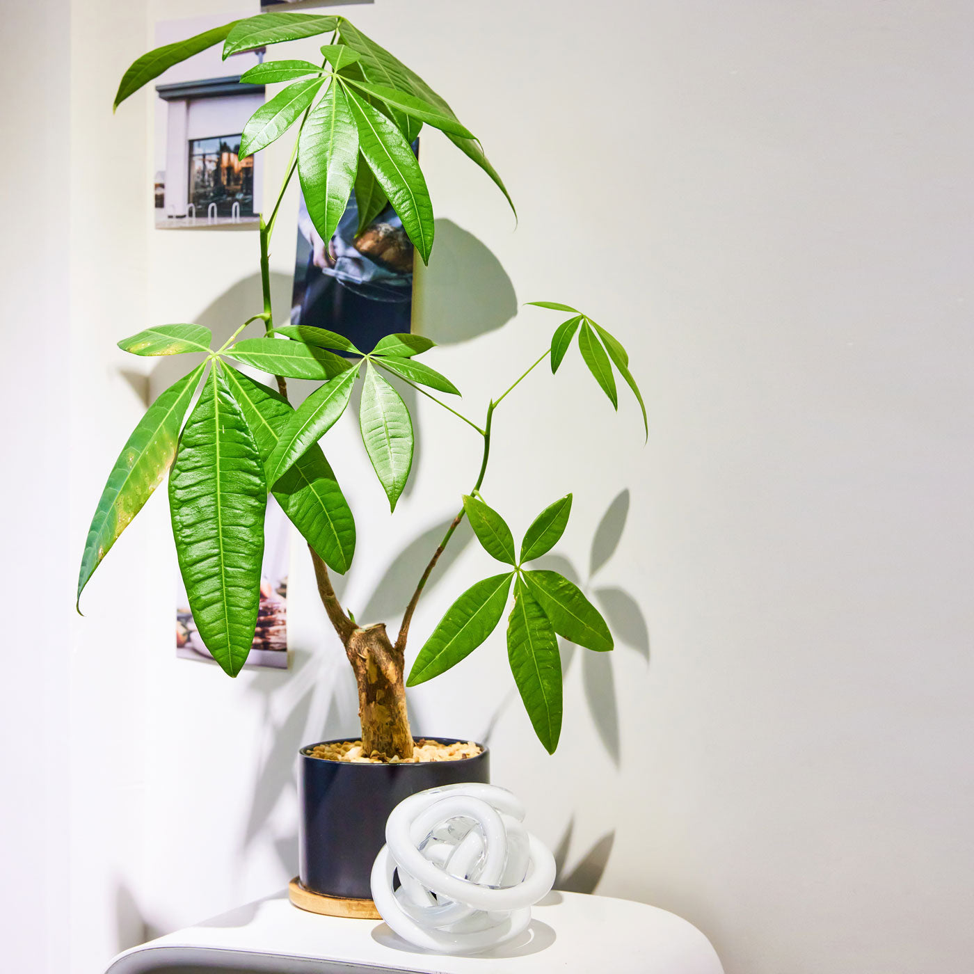 Hand Blown Infinity Knot Sommerso Art Orbit Glass Ball